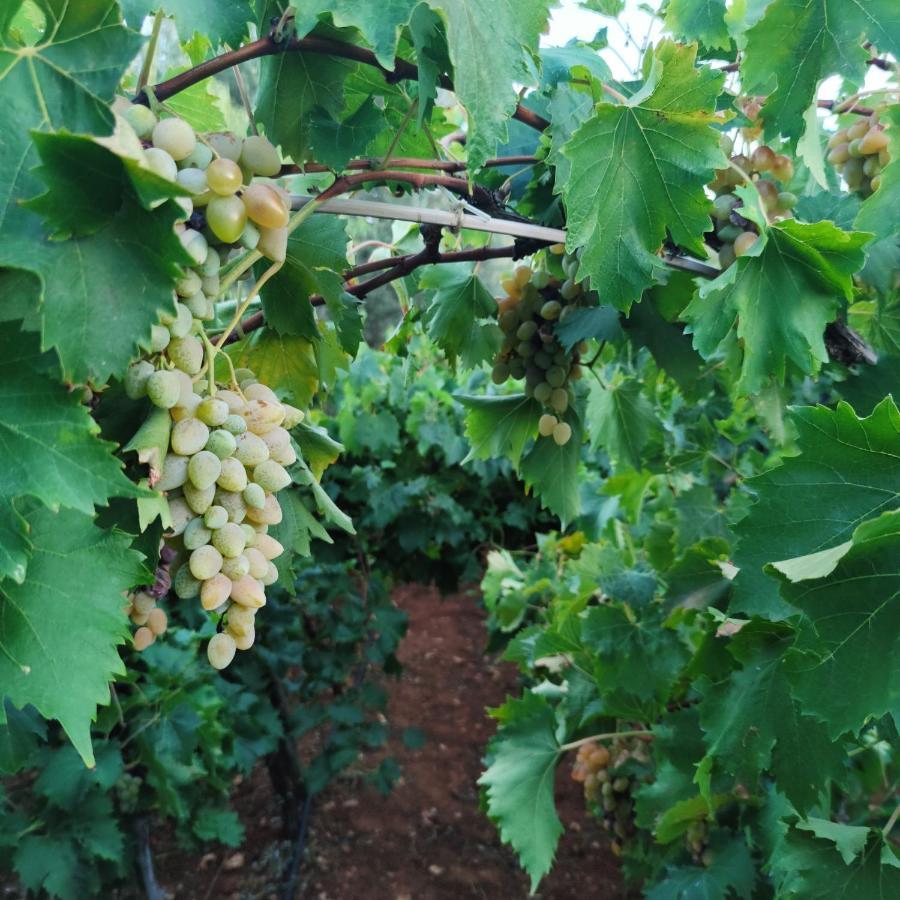 Masseria La Foggia Fasano Eksteriør bilde